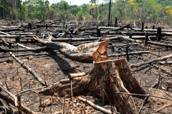 Climate Mitigation in Latin America and the Caribbean: A Primer on Transition Costs, Risks, and Financing