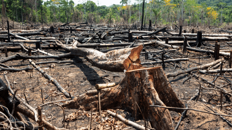 Climate Mitigation in Latin America and the Caribbean: A Primer on Transition Costs, Risks, and Financing