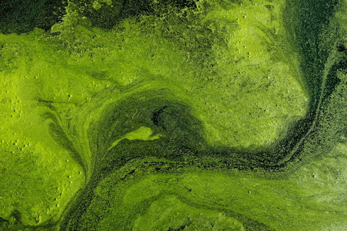 The Potential Role of Biohydrogen in Creating a Net-Zero World
