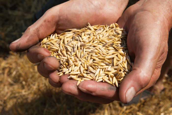 Middle East and Africa: Slowing Growth and Rising Food Prices Present Human Capital Challenges